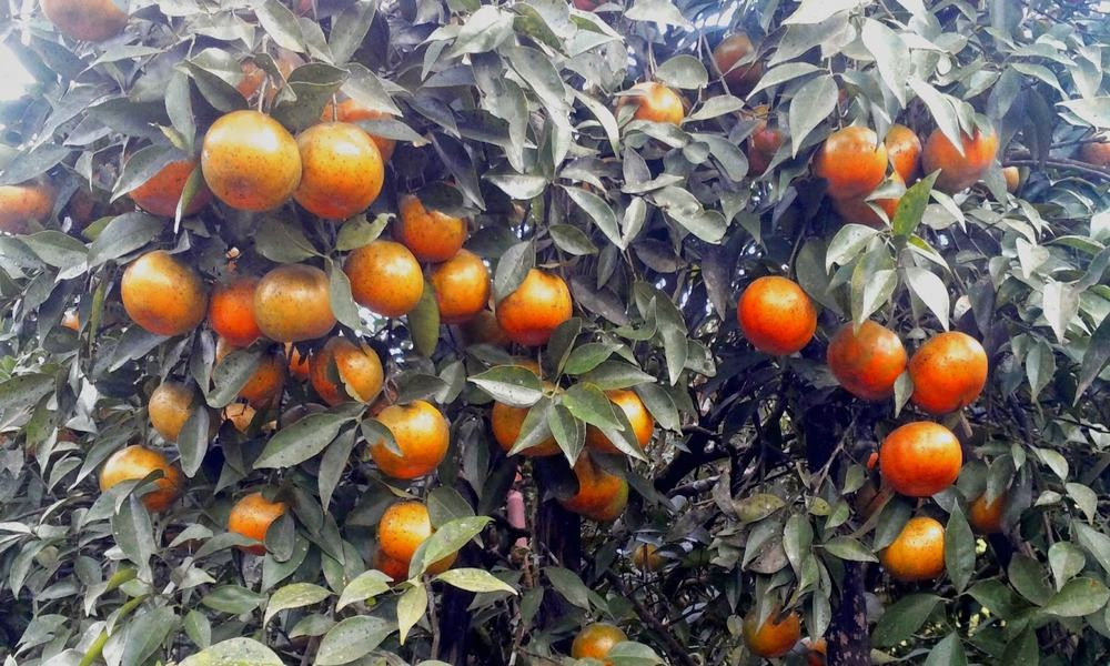 Đặc sản Hà Tĩnh làm quà: Cẩm nang chi tiết từ A-Z